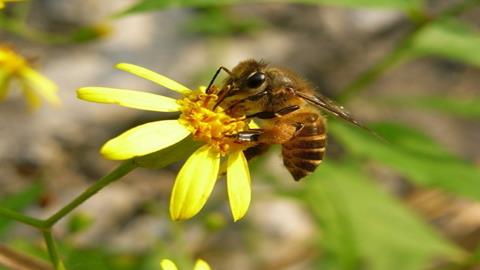 图片蜜蜂