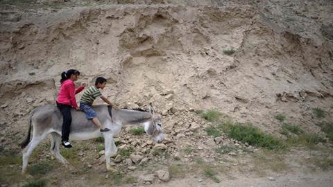 图片一起去放驴