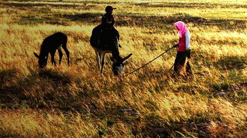 图片悠然的小毛驴