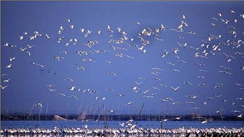 图片洞庭湖上的鸟类