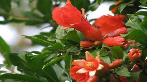 图片石榴花