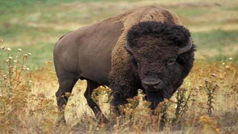 图片壮硕的牦牛