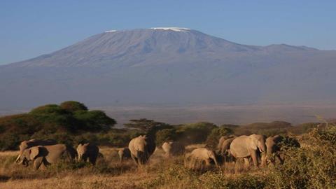 图片非洲野生动物