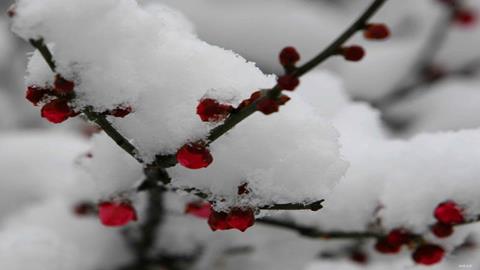 图片白雪下的红梅花苞