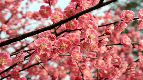 图片梅花