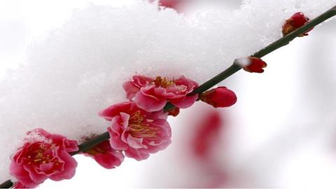 图片踏雪寻梅