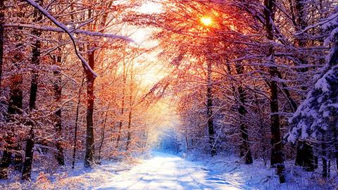 图片红装素裹，分外妖娆