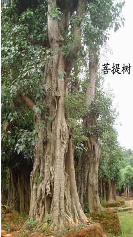 图片菩提树