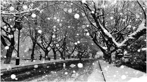 图片飞雪