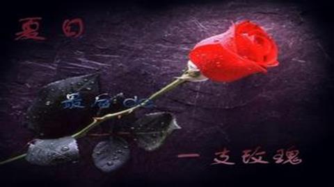 图片夏日里最后一朵玫瑰