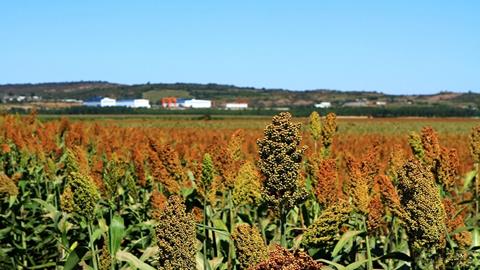 图片歌词学习—高粱