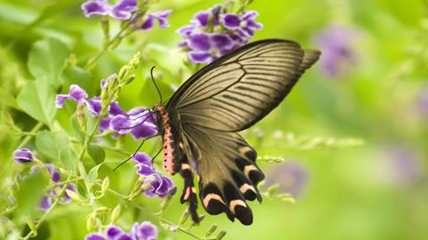 图片蝴蝶—采花蝴蝶