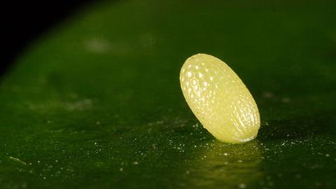 图片蝴蝶—端紫斑蝶卵