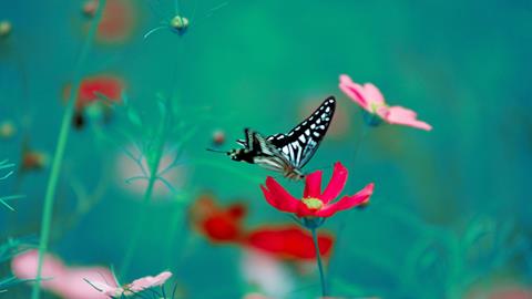 图片蝴蝶—红色花朵上的蝴蝶