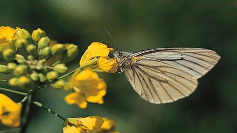 图片蝴蝶—黄花上的蝴蝶