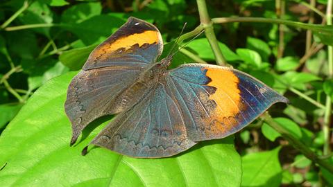 图片蝴蝶—枯叶蝶