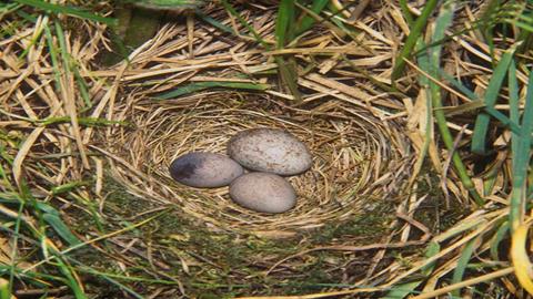图片布谷鸟—布谷鸟的蛋