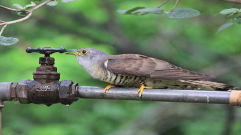 图片布谷鸟—喝水的布谷鸟
