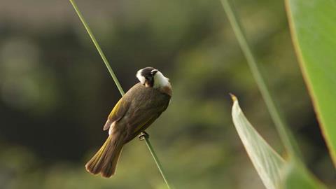 图片布谷鸟—可爱的布谷鸟