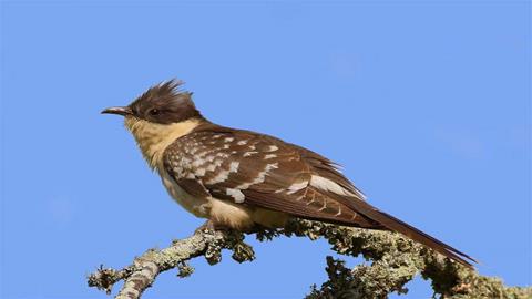图片布谷鸟—远望的布谷鸟
