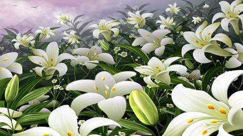 图片歌词学习—百合