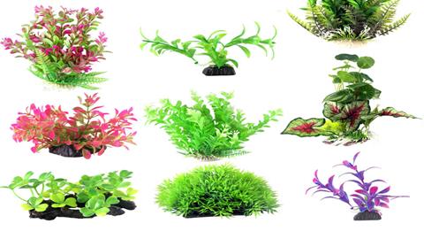 图片水草——各种形态的水草