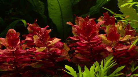 图片水草——红蝴蝶