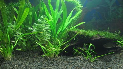 图片水草——舞动的水草