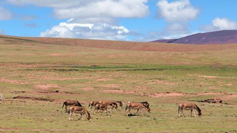 图片青藏高原—可可西里