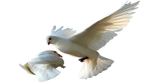 图片翅膀—鸽子