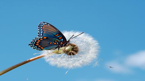 图片翅膀—蝴蝶
