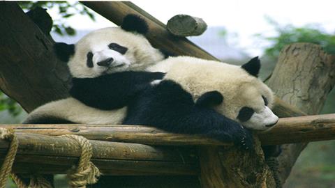 图片赠台大熊猫“团团”“圆圆”