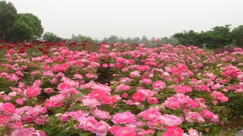 图片玫瑰园