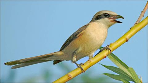 图片歌词学习——小鸟