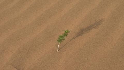 图片坚强——沙漠中的花草挺拔