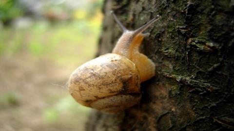 图片努力拼搏——蜗牛一步一步往上爬