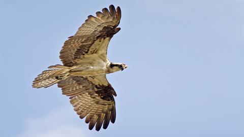 图片《飞得更高》词欣赏-翅膀