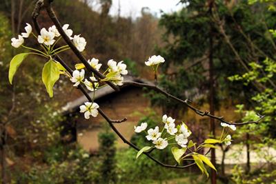 图片驿路梨花