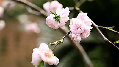 图片一棵小桃树
